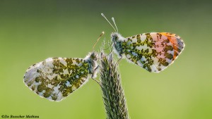 Vlinders uit onze streek