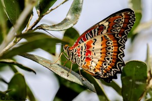 Vlinders