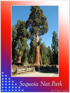 (10)-Sequoia