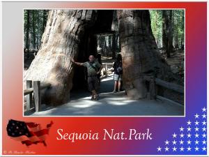 (11)-Sequoia