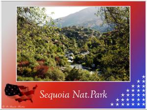 (5)-Sequoia
