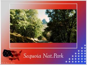 (6)-Sequoia
