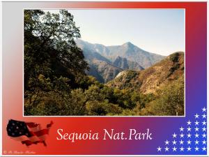 (7)-Sequoia