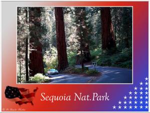 (8)-Sequoia