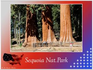 (9)-Sequoia