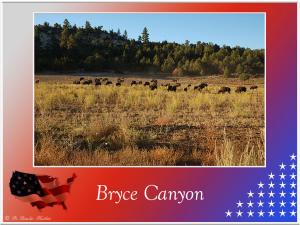 (91)-Brycecanyon