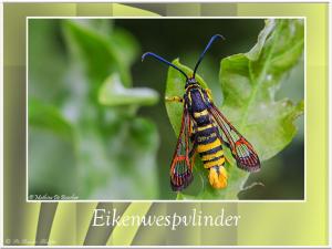 Eikenwespvlinder