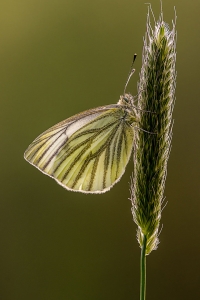 Geaderd-Witje-5190 