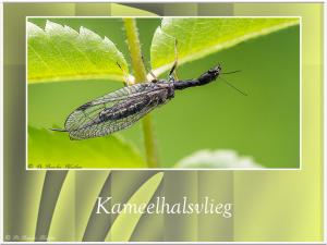 Kameelhalsvlieg-1