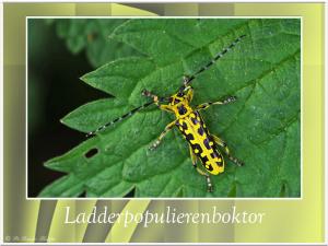 Ladderpopulierenboktor-1