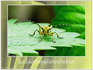 Ladderpopulierenboktor-2