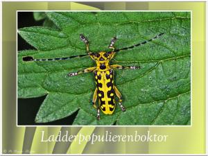 Ladderpopulierenboktor-3