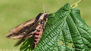 Ligusterpijlstaart-9614