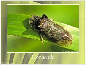 Oorcicade-1
