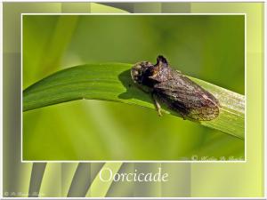 Oorcicade-2