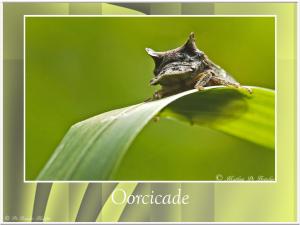 Oorcicade-3