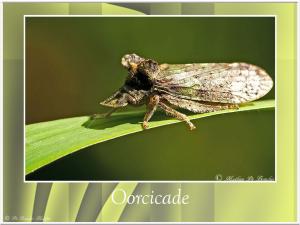 Oorcicade-4