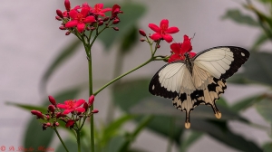 Papilio dardanus 2072 
