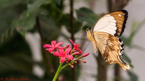 Papilio dardanus 2123 