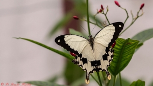 Papilio dardanus 2126 