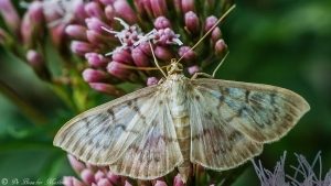 Parelmoermot-Pleuroptya-ruralis-281