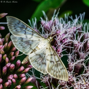 Parelmoermot-Pleuroptya-ruralis-287