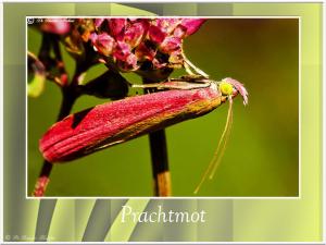 Prachtmot-2