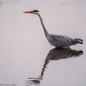 Reiger-215