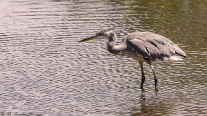 Reiger-5532