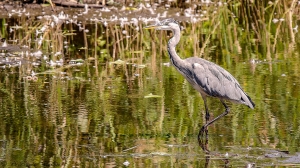 Reiger-5547