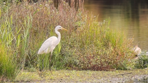 Reiger-6994