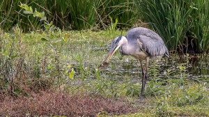 Reiger-7234