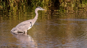 Reiger-7438