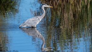 Reiger-7461