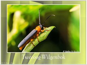 Tweeoogwilgenbok-2