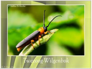 Tweeoogwilgenbok-4