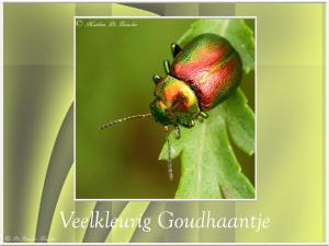 Veelkleurig-goudhaantje